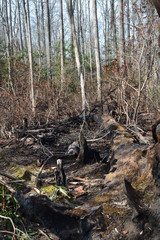 Gatlinburg Tn. Fire 2017