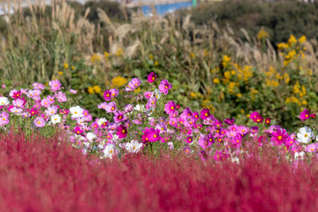 Mexican burningbush and cosmos flower in Hitachi seaside park in Autumn, Ibaraki Prefecture, Japan