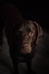 chocolate lab looking up