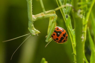 Praying mantis eating a ladybug