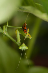 Praying mantis eating a ladybug