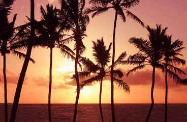 Obraz premium Palm tree silhouettes against pink sky at sunrise over sea. Warm tropical summer morning. 