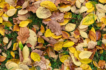 Colorful Autumn Leaves Texture Background. Yellow and brown leaves of different trees on green grass. Background of autumn leaves.