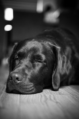 labrador sleeping on floor