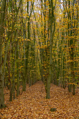 Trees in Dutch forest during autum