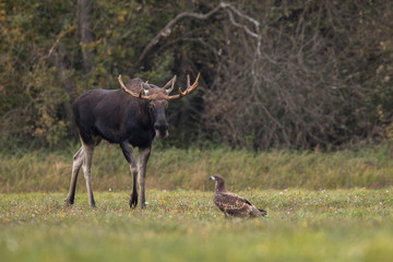 Mammal - bull moose (Alces)