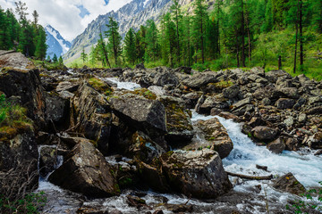 Fast water stream from glacier in wild mountain creek with big wet stones in terrain of Shavlinsky Lakes in Altai. Landscape with forest and snowy mountains on background.