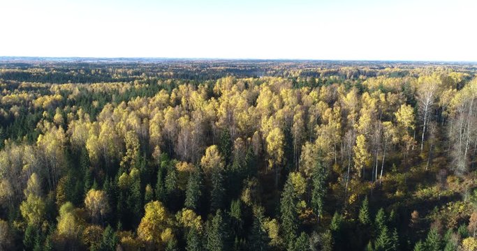 Aerial drone reveal shot of forests in autumn during sunrise