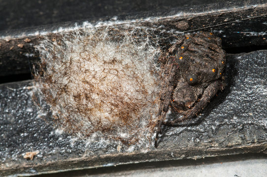 Parawixia audax spider