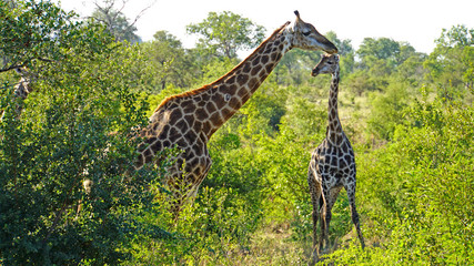 Obraz premium Giraffen in der Wildnis /Giraffen im Krüger Nationalpark in Südafrika.