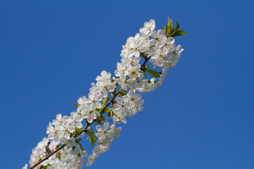 Obstbaumblüte