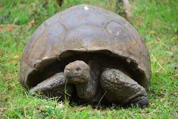 Galapagos giant tortoise 