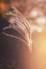 Farn im Sonnenuntergang