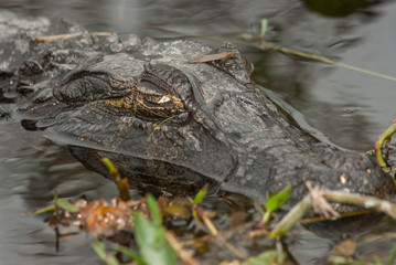 Yacare caiman at the Esteros del Iberá 