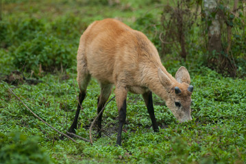 Marsh deer (Blastocerus dichotomus)