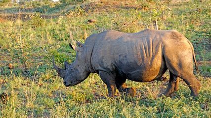 Fototapeta premium Nosorożec biały w Afryce Południowej / Nosorożec z siekaczem czerwonodziobego między uszami w Parku Narodowym Krugera w RPA