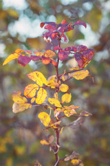 Strauch in Herbstfarben