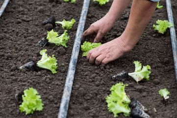  Planting lettuce sprouts lollo bionda in the greenhouse by workers under drip irrigation
