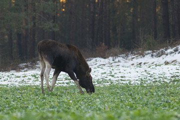 Mammal - bull moose (Alces)