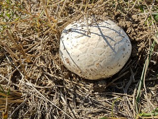 white mushrooms champion