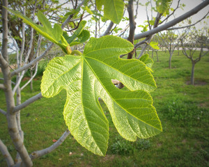 Hoja higuera 3