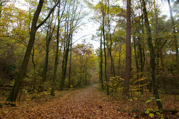 Fototapeta premium road in the forest
