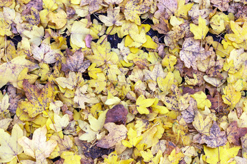 Autumn. Multicolored maple leaves lie on the grass. Red and orange autumn leaves background. Outdoor. Colorful backround image of fallen autumn leaves perfect for seasonal use. Space for text.
