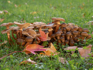 Armillaria mellea. Close up of wild Honey fungus mushrooms with autumn leaves and grass. Side view.