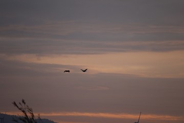 Early Birds