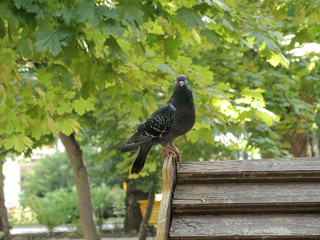 Blue dove sitting on the roof of the house on a background of green leaves and looks into the lens