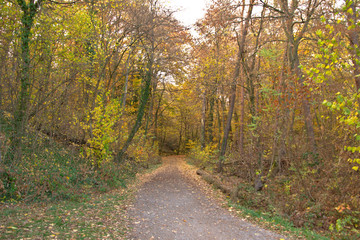 Fototapeta premium road in forest