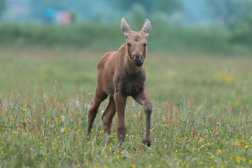 Mammal - bull moose (Alces)