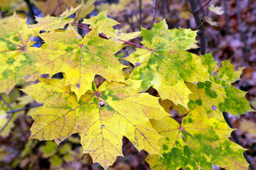 Autumn. Multicolored maple leaves lie on the grass. Red and orange autumn leaves background. Outdoor. Colorful backround image of fallen autumn leaves perfect for seasonal use. Space for text.