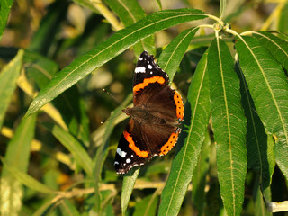 Dark brown butterfly Admiral with orange stripes in the form of a ring on the wings sits on the narrow leaves of the bush