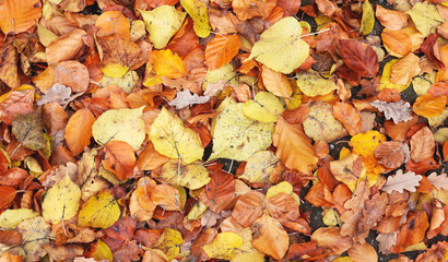 Autumn. Multicolored maple leaves lie on the grass. Red and orange autumn leaves background. Outdoor. Colorful backround image of fallen autumn leaves perfect for seasonal use. Space for text.