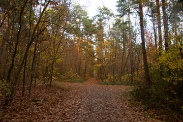 Obraz premium autumn road in the forest