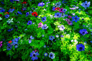 Anemone growing flowers in green grass floral background, retro toned