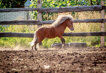 Red pony walking in the sunset
