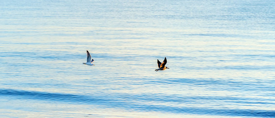 Seagulls over the sea. Early morning on the beach.