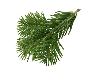 Fir tree isolated on white background
