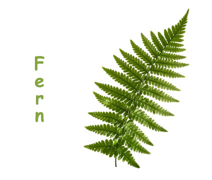 Fototapeta Fern leaf isolated on white. without shadow