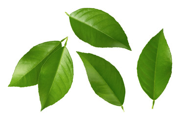 Citrus leaves isolated on white background