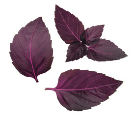Red basil leaves isolated on white background