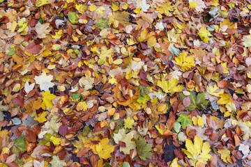 Autumn. Multicolored maple leaves lie on the grass. Red and orange autumn leaves background. Outdoor. Colorful backround image of fallen autumn leaves perfect for seasonal use. Space for text.