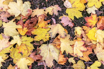 Autumn. Multicolored maple leaves lie on the grass. Red and orange autumn leaves background. Outdoor. Colorful backround image of fallen autumn leaves perfect for seasonal use. Space for text.