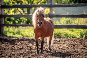 Red pony walking in the sunset