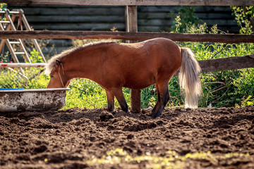 Red pony walking in the sunset