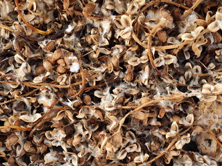 texture of dry plants