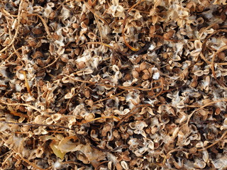 texture of dry plants