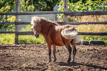 Red pony walking in the sunset